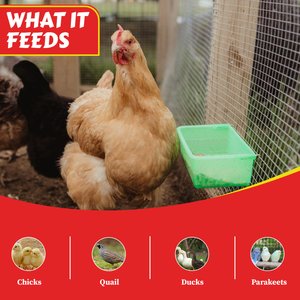 My Favorite Chicken Coop Cup Poultry Feeder, 27-oz