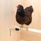 Show in main carousel: My Favorite Chicken Coop Roost Perches Chicken Red Mite Prevention Kit slide 7 of 7