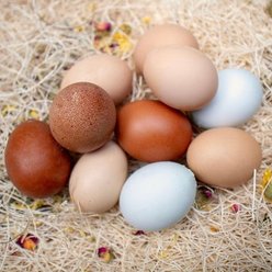 My Favorite Chicken Organic Nest Box Herbs Hen Treats, 6-oz bag slide 2 of 5