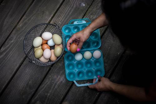 Show full view: My Favorite Chicken Poultry Layer Starter Kit slide 8 of 10