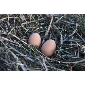 My Favorite Chicken Rubber Nest Eggs, 2 count, Brown