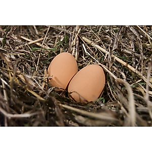 My Favorite Chicken Rubber Nest Eggs, 2 count, Brown