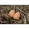 Show in main carousel: My Favorite Chicken Rubber Nest Eggs, 2 count, Brown slide 4 of 5