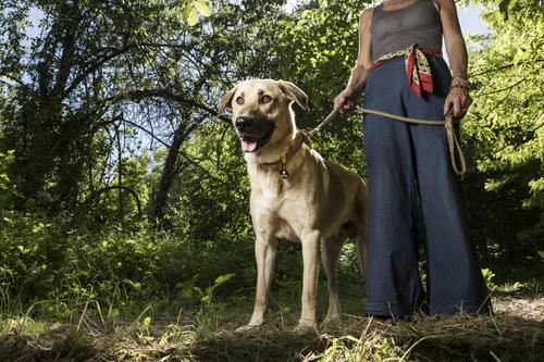 Show full view: myfamily Camo West Point Collection Dog Leash, Green, 4-ft, 1/3-in neck slide 5 of 5