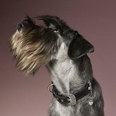 Show full view: myfamily El Paso Genuine Embossed Italian Leather Dog Collar, Black, 20-in slide 5 of 7