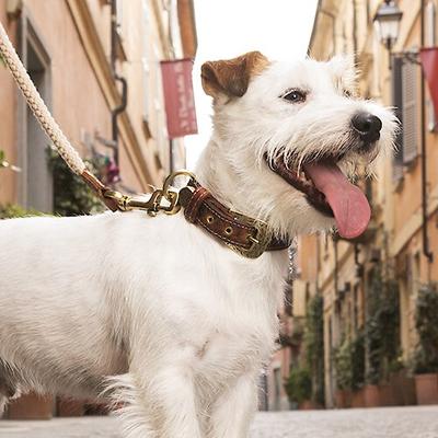 Show full view: myfamily El Paso Genuine Embossed Italian Leather Dog Collar, Brown, 16-in slide 4 of 6