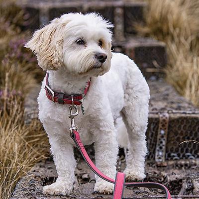 Show full view: myfamily Firenze Genuine Italian Leather Dog Collar, Light Blue & Blue, 24-in slide 4 of 7
