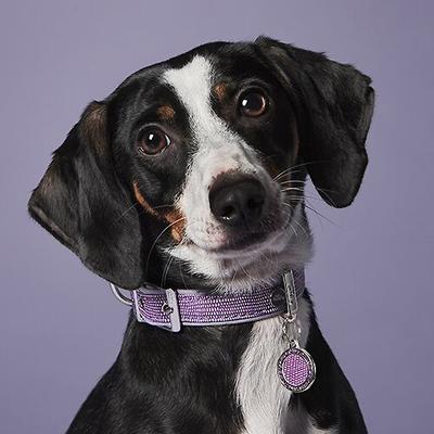 Show full view: myfamily Saint Tropez Premium Italian Leatherette Glitter Dog Collar, Lilac, 20-in slide 4 of 6