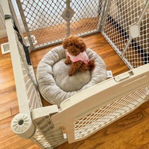 MyPet Petyard Plus 4-Panel Dog Exercise Pen, Gray