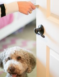 MyPet Safety Paws Door Paw-Tector for Dog & Cat, Gray slide 2 of 7