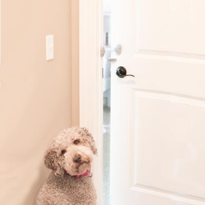 Show full view: MyPet Safety Paws Door Paw-Tector for Dog & Cat, Gray slide 6 of 9
