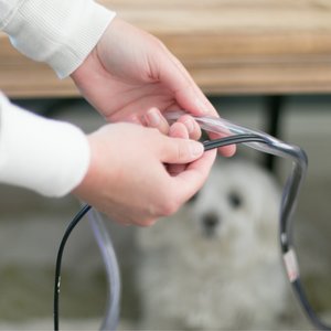 MyPet Safety Paws Ruff & Tuff Cord Protector for Dog & Cat, Clear