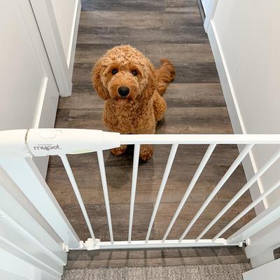 Show full view: MyPet Tall Happy Tails Walk Thru Dog Gate, 36-in, White slide 4 of 10