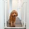 Show in main carousel: MyPet Tall Happy Tails Walk Thru Dog Gate, 36-in, White slide 5 of 10