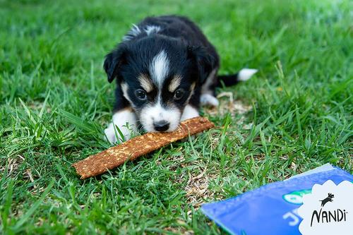 Show full view: Nandi Kalahari Lamb Jerky Strips Dog Treats, 5.3-oz bag slide 4 of 9
