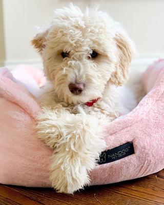 Show full view: Nandog Cloud Collection Dog & Cat Bed, Blush Pink slide 6 of 7