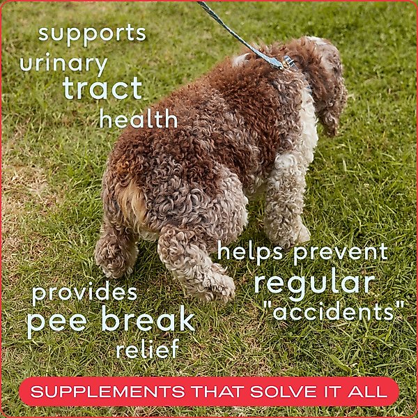 Show full view: Native Pet Cranberry Bladder Chews Kidney & Urinary Supplement for Dogs, 60 count slide 3 of 8