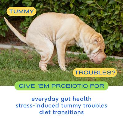 Show full view: Native Pet Organic Pumpkin Fiber & Diarrhea Relief, 8-fl oz + Vet-Formulated Probiotics & Prebiotic Dog Supplement, 8.2-fl oz canister slide 9 of 9