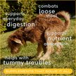 Show in main carousel: Native Pet Organic Pumpkin Fiber Powder Digestive Supplement for Dogs, 8-oz slide 3 of 9