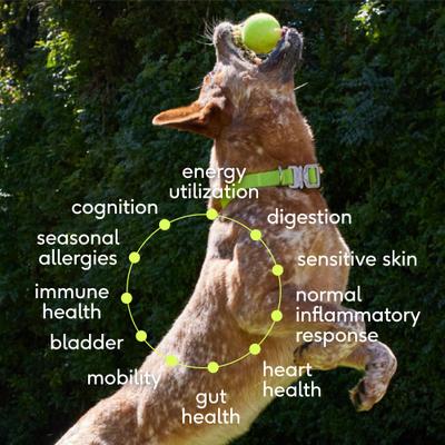 Show full view: Native Pet The Daily Powder 11-in-1 Supplement for Dogs, 7-oz tin slide 4 of 10