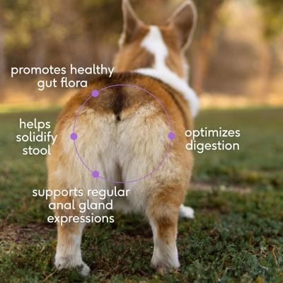 Show full view: Native Pet WonderGland Anal Gland Pumpkin Fiber & Digestive Supplement for Dogs, 8-oz slide 4 of 10