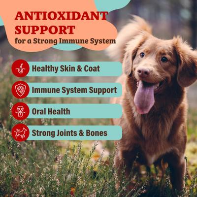 Show full view: Natural Dog Company Antioxidant Berry Granules Dog Supplement, 8.47-oz bag slide 4 of 10