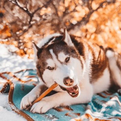 Show full view: Natural Farm Beef Bully Sticks Dog Treats, 12-oz bag slide 5 of 11