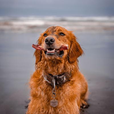 Show full view: Natural Farm Braided Beef Bully Sticks Dog Treats, 6-in, 10 count slide 4 of 11