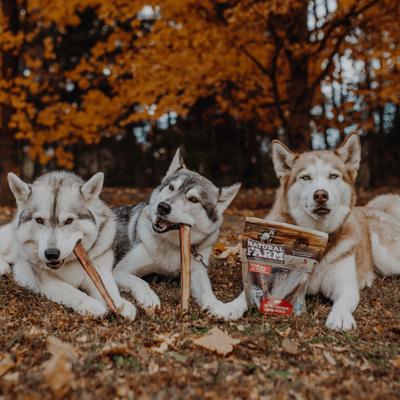 Show full view: Natural Farm Extra Thick Beef Bully Sticks Dog Treats, 12-in, 10 count slide 4 of 10