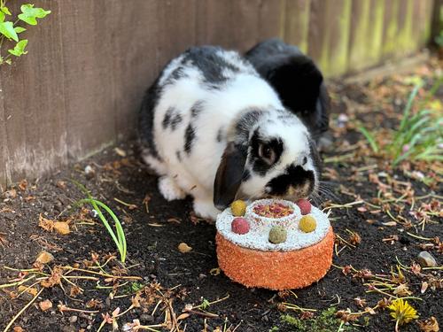 Show full view: Naturals by Rosewood Celebration Cake Small Pet Treats, 1 count slide 7 of 8