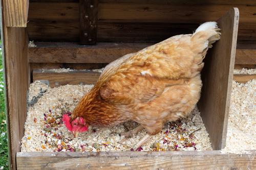 Show full view: Naturals by Rosewood Henny's Nest Confetti Farm Animal Treats, 8.8-oz bag slide 2 of 4