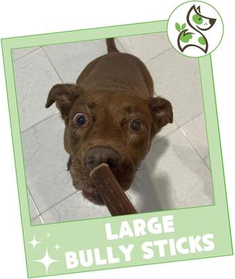 Show full view: Nature Gnaws 11 to 12-in Bully Sticks Dog Chew Treats, Large, 5 count slide 8 of 10