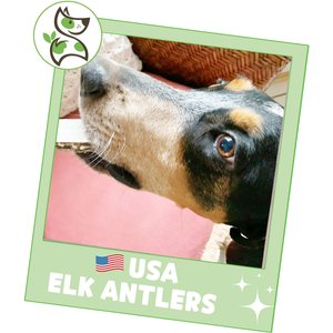 Nature Gnaws 5 to 8-in USA Elk Antler Natural Dog Chew Treats, 3 count