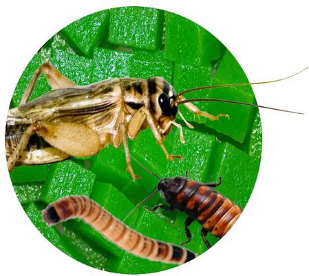 Show full view: Nature Zone Total Bites Feeder Insect Food, 1-gal container slide 5 of 6