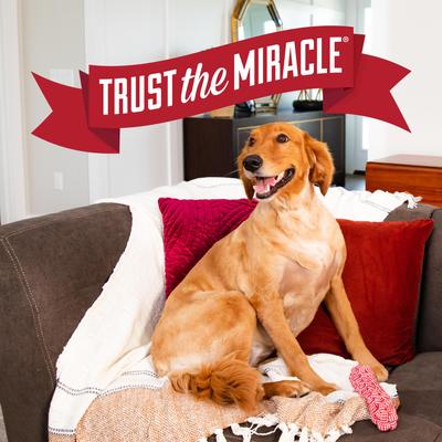 Show full view: Nature's Miracle Advanced Platinum Indoor Training Aid Dog Repellent Spray, 16-fl oz bottle slide 9 of 12