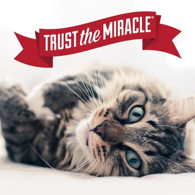 Show full view: Nature's Miracle Advanced Platinum No More Spraying Cat Deterrent Spray, 24-fl oz bottle slide 9 of 12