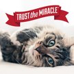 Show in main carousel: Nature's Miracle Enzymatic Formula Cat Litter Box Cleaner, 17.5-fl oz bottle slide 6 of 7
