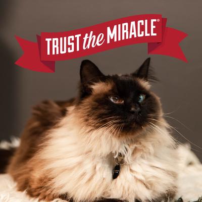 Show full view: Nature's Miracle Intense Defense Unscented Clumping Clay Cat Litter, 20-lb jug slide 9 of 11