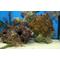 Show in main carousel: Nature's Ocean Natural Coral Aquarium Base Rock, 40-lb box slide 4 of 7