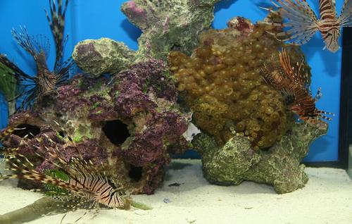 Show full view: Nature's Ocean Natural Coral Aquarium Base Rock, 40-lb box slide 4 of 7