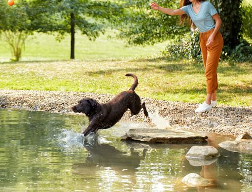 Show full view: Nature's Recipe Adult Chicken, Barley & Brown Rice Recipe Dry Dog Food, 4-lb bag slide 7 of 13