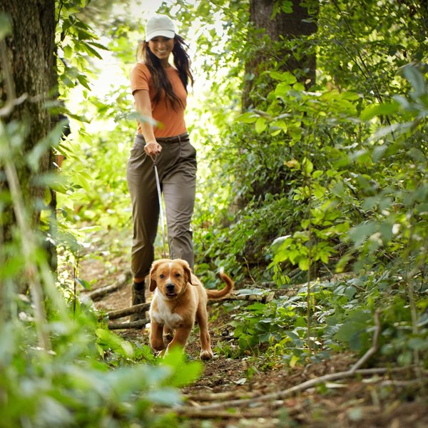 Nature's Recipe Grain-Free Puppy Chicken, Sweet Potato, & Pumpkin Recipe Dry Dog Food