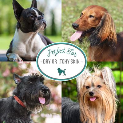 Show full view: Nature's Specialties Derma-Treat Dog Shampoo, 32-fl oz bottle slide 4 of 5