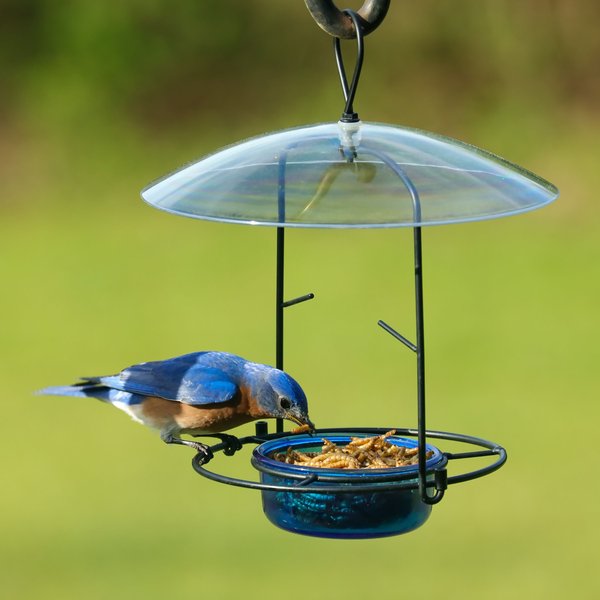 Natures Way Bird Products Bluebird Buffet Bird Feeder, Blue, 0.75-cup