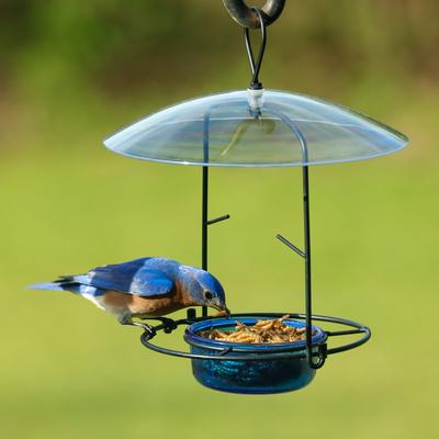 Show full view: Natures Way Bird Products Bluebird Buffet Bird Feeder, Blue, 0.75-cup slide 2 of 10