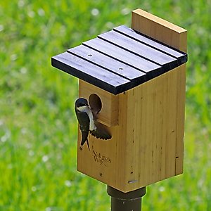 Natures Way Bird Products Bluebird Viewing House, Cedar