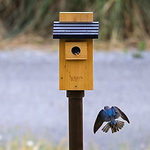 Natures Way Bird Products Bluebird Viewing House, Cedar