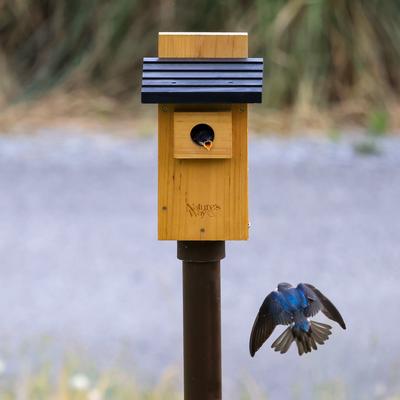 Show full view: Natures Way Bird Products Bluebird Viewing House, Cedar slide 3 of 9