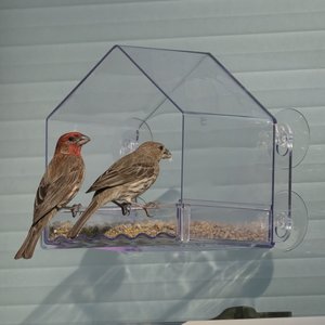 Natures Way Bird Products Clear View Window Bird Feeder, Clear, 2-cup