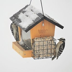 Natures Way Bird Products Hopper Bird Feeder with Suet, Cedar, 3-qt
